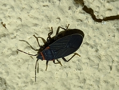 Melacoryphus rubicollis