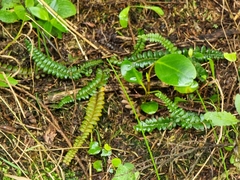Blechnum penna-marina