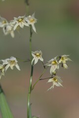 Melasphaerula graminea