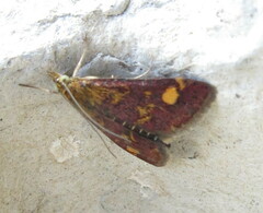 Pyrausta aurata
