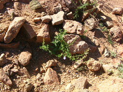 Dracocephalum bipinnatum