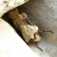 Agrotis puta