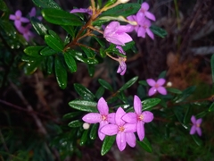 Boronia