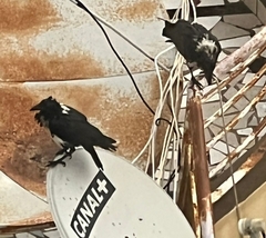 Corvus albus
