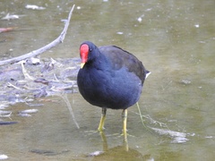 Gallinula chloropus chloropus