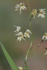 Melasphaerula graminea