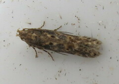 Scrobipalpa ocellatella