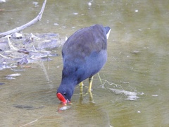 Gallinula chloropus chloropus