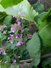 Clinopodium caucasicum