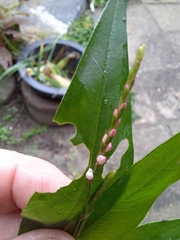 Persicaria posumbu