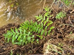 Blechnum novae-zelandiae