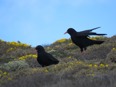 Pyrrhocorax pyrrhocorax