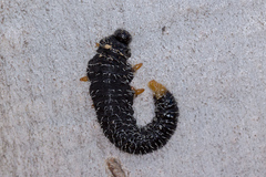 Perga affinis