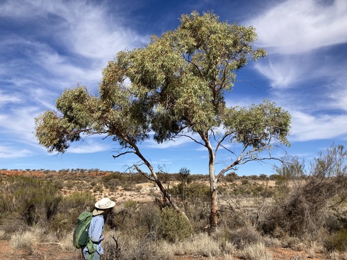 Barlee Box (Eucalyptus lucasii)