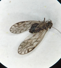 Philotarsus parviceps