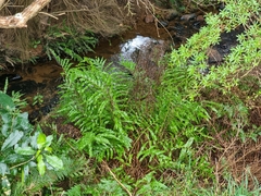 Blechnum novae-zelandiae