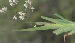 Melasphaerula graminea