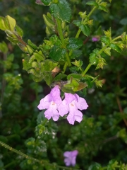 Prostanthera densa