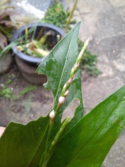 Persicaria posumbu