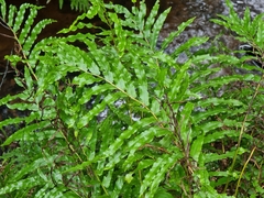 Blechnum novae-zelandiae