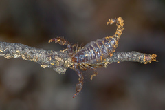 Urodacus manicatus
