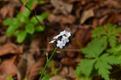 Myosotis latifolia image