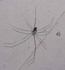 Crossopriza