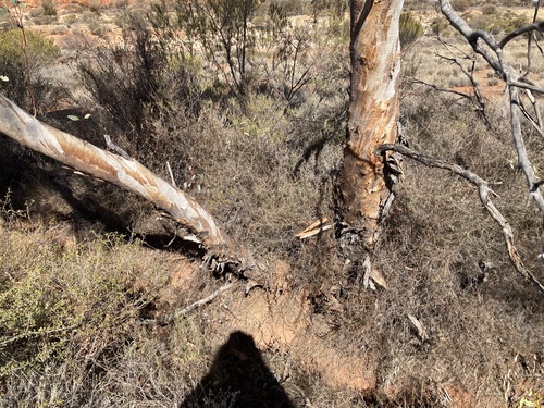 Image of Eucalyptus lucasii by (c) Thomas Mesaglio, some rights reserved (CC BY)