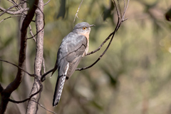 Cacomantis flabelliformis