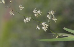 Melasphaerula graminea