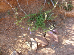 Dracocephalum bipinnatum