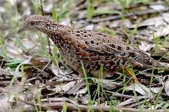 Turnix varius
