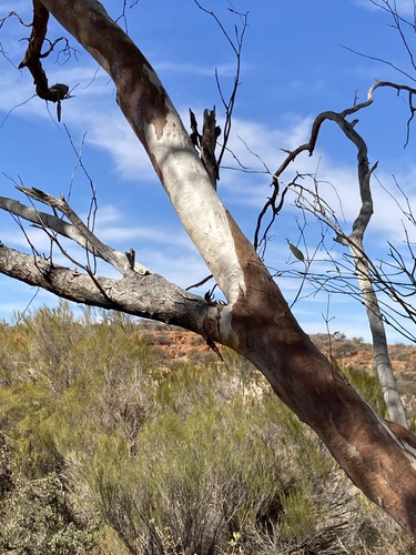 Image of Eucalyptus lucasii by (c) Thomas Mesaglio, some rights reserved (CC BY)