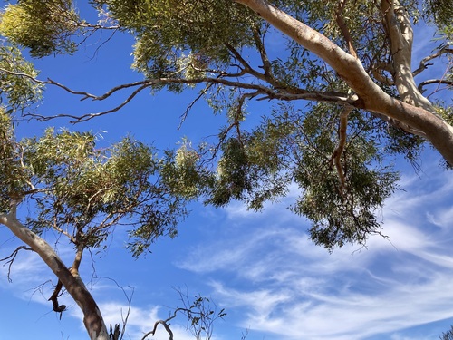 Image of Eucalyptus lucasii by (c) Thomas Mesaglio, some rights reserved (CC BY)
