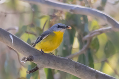 Eopsaltria australis