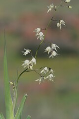 Melasphaerula graminea