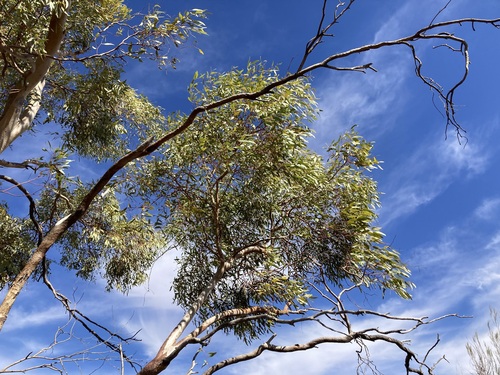 Image of Eucalyptus lucasii by (c) Thomas Mesaglio, some rights reserved (CC BY)