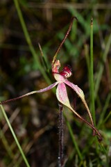 Caladenia fulva