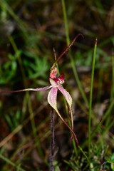 Caladenia fulva