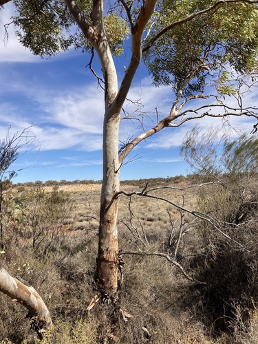 Image of Eucalyptus lucasii by (c) Thomas Mesaglio, some rights reserved (CC BY)