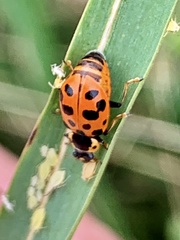 Hippodamia tredecimpunctata