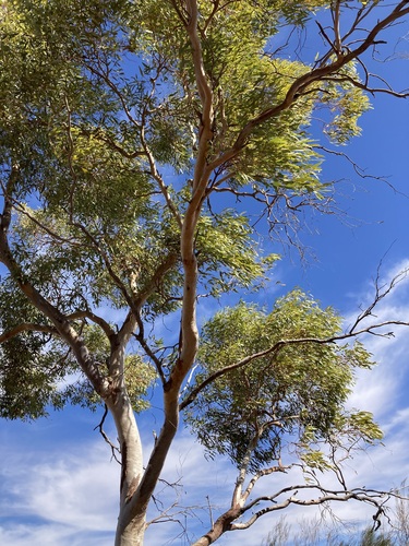 Image of Eucalyptus lucasii by (c) Thomas Mesaglio, some rights reserved (CC BY)