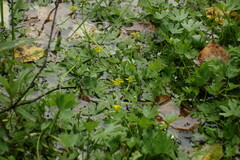 Ranunculus
