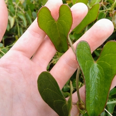 Smilax aspera