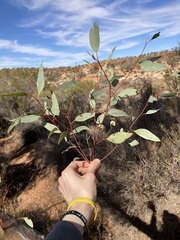 Eucalyptus lucasii