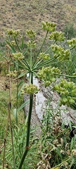 Pastinaca
