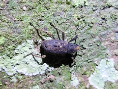 Sipalinus gigas