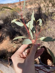 Eucalyptus lucasii