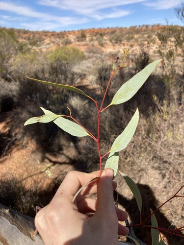Image of Eucalyptus lucasii by (c) Thomas Mesaglio, some rights reserved (CC BY)