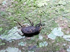 Sipalinus gigas